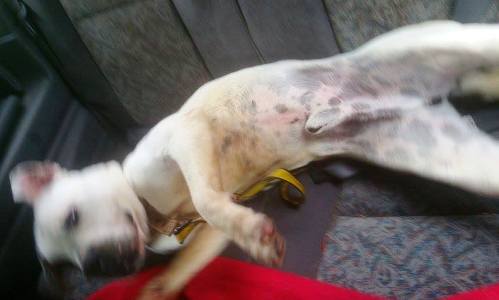 duke-rehomed1.jpg