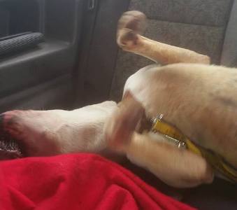 duke-rehomed4.jpg