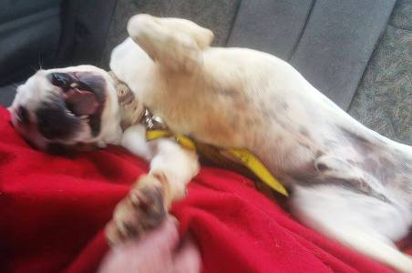 duke-rehomed5.jpg