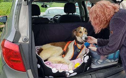 lewi-rehomed1.jpg
