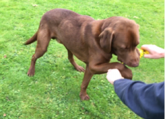 toby-lab-rehomed1.png