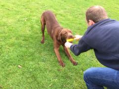 toby-lab-rehomed2.jpg