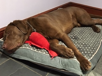 toby-lab-rehomeda.jpg