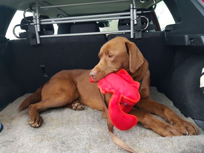 toby-lab.jpg