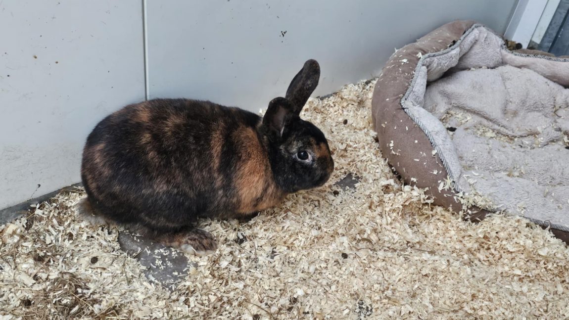 rabbits1.jpeg