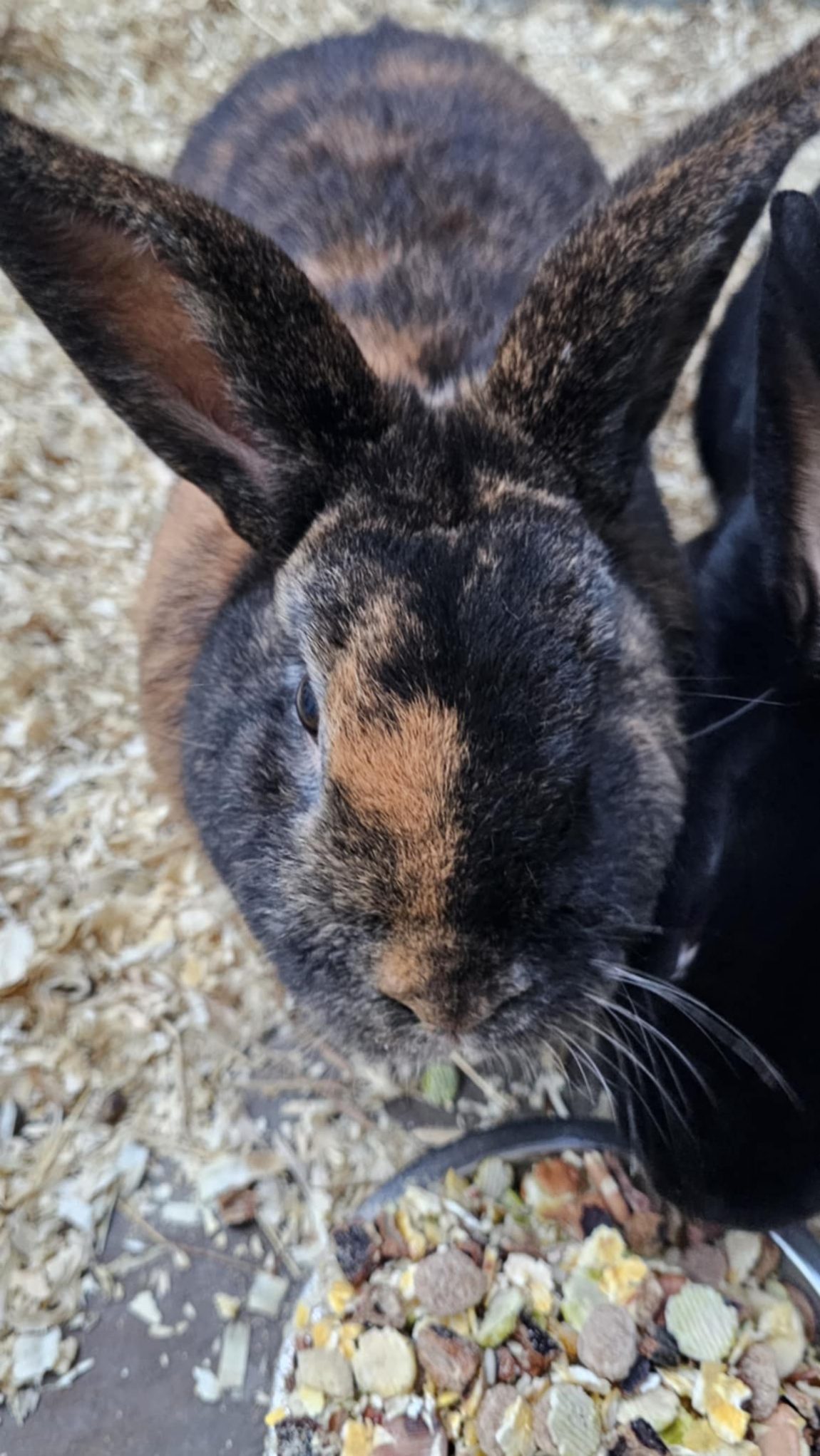 rabbits3.jpeg