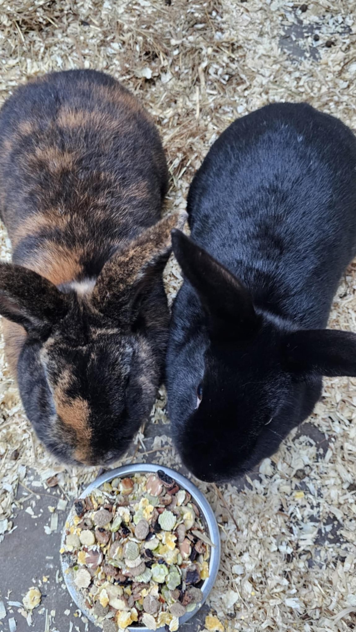 rabbits4-1.jpeg