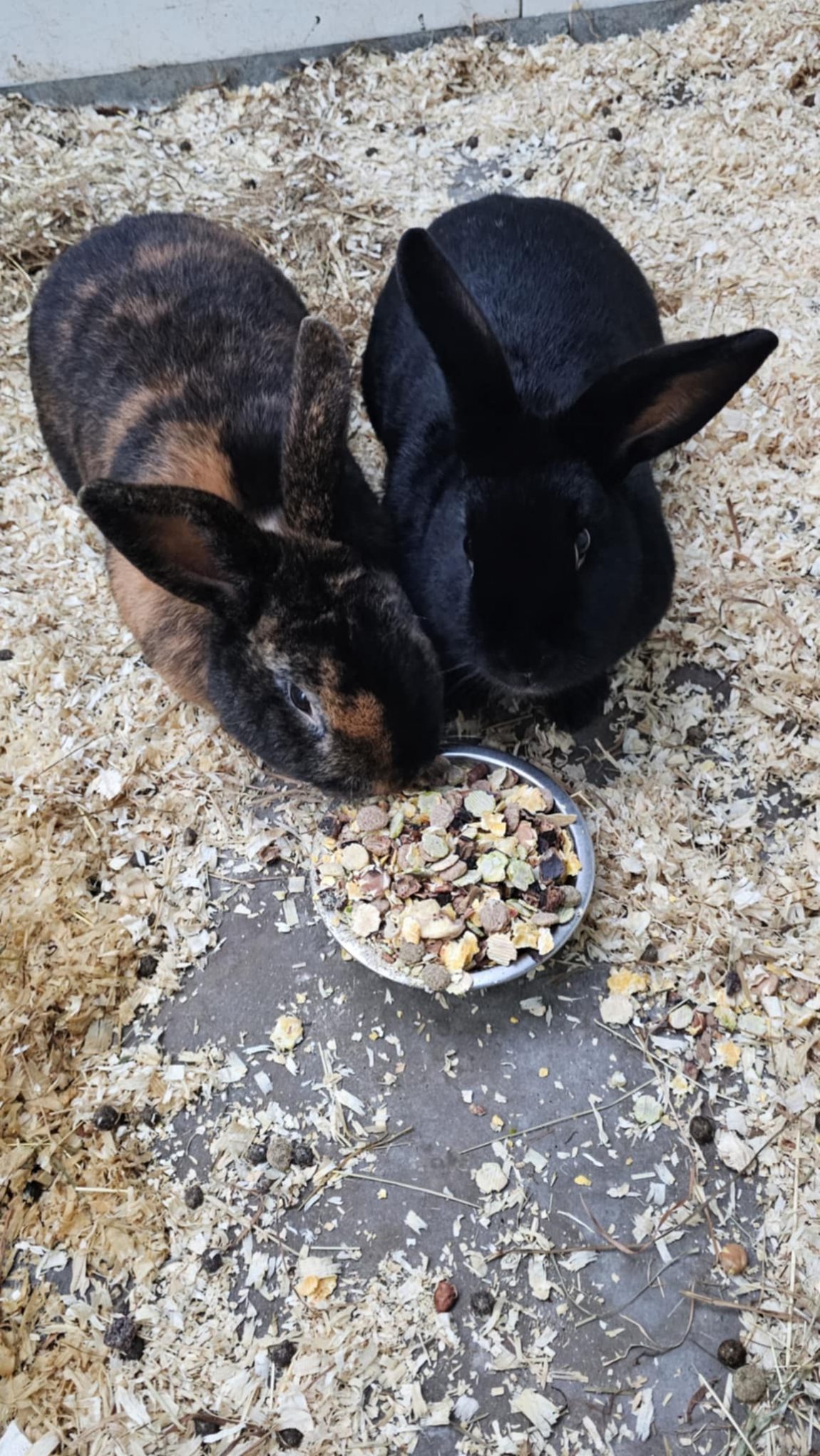 rabbits5.jpeg