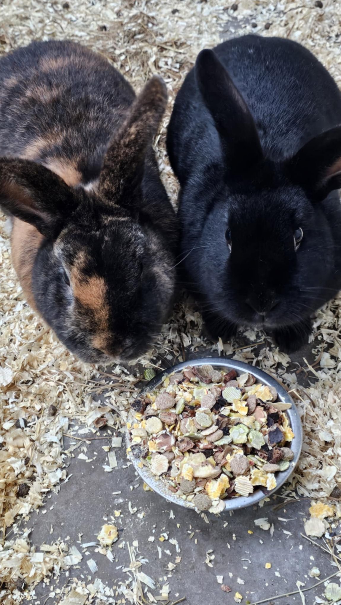 rabbits6.jpeg