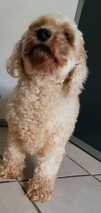 ollie-tilly1.jpg