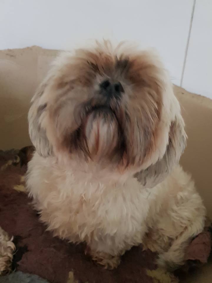 ollie-tilly4.jpg
