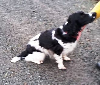 sprocket.jpg