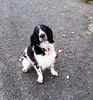 sprocket1.jpg