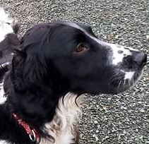 sprocket5a.jpg