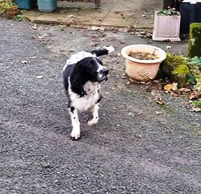 sprocket6.jpg