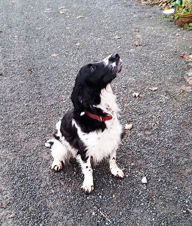 sprocket7.jpg