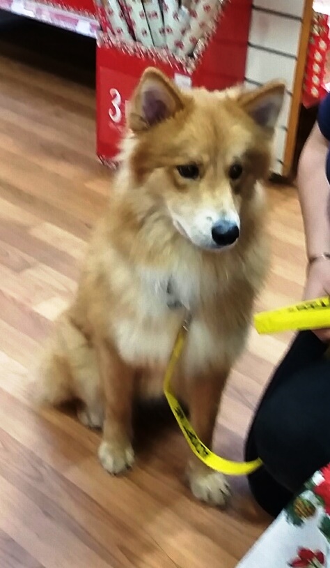 wolfie-pets2.jpg