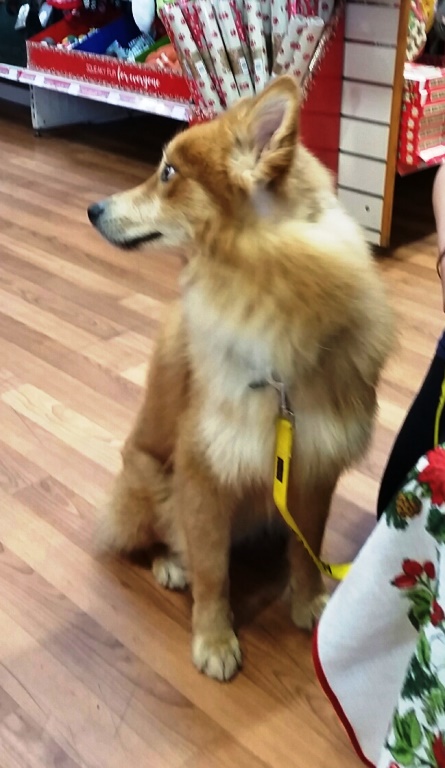 wolfie-pets4.jpg