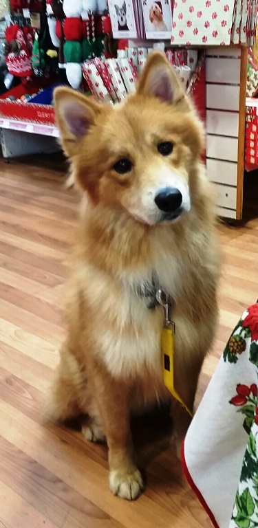 wolfie-pets6.jpg