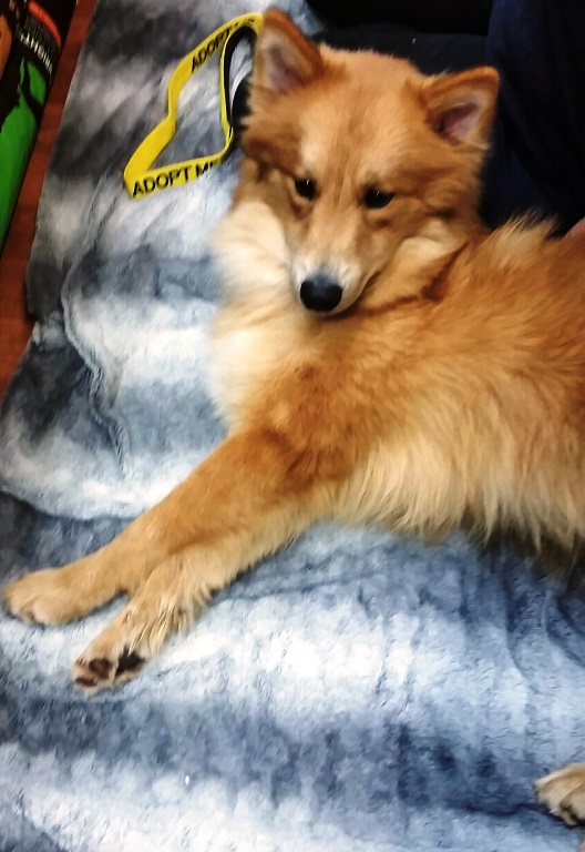 wolfie-pets8.jpg