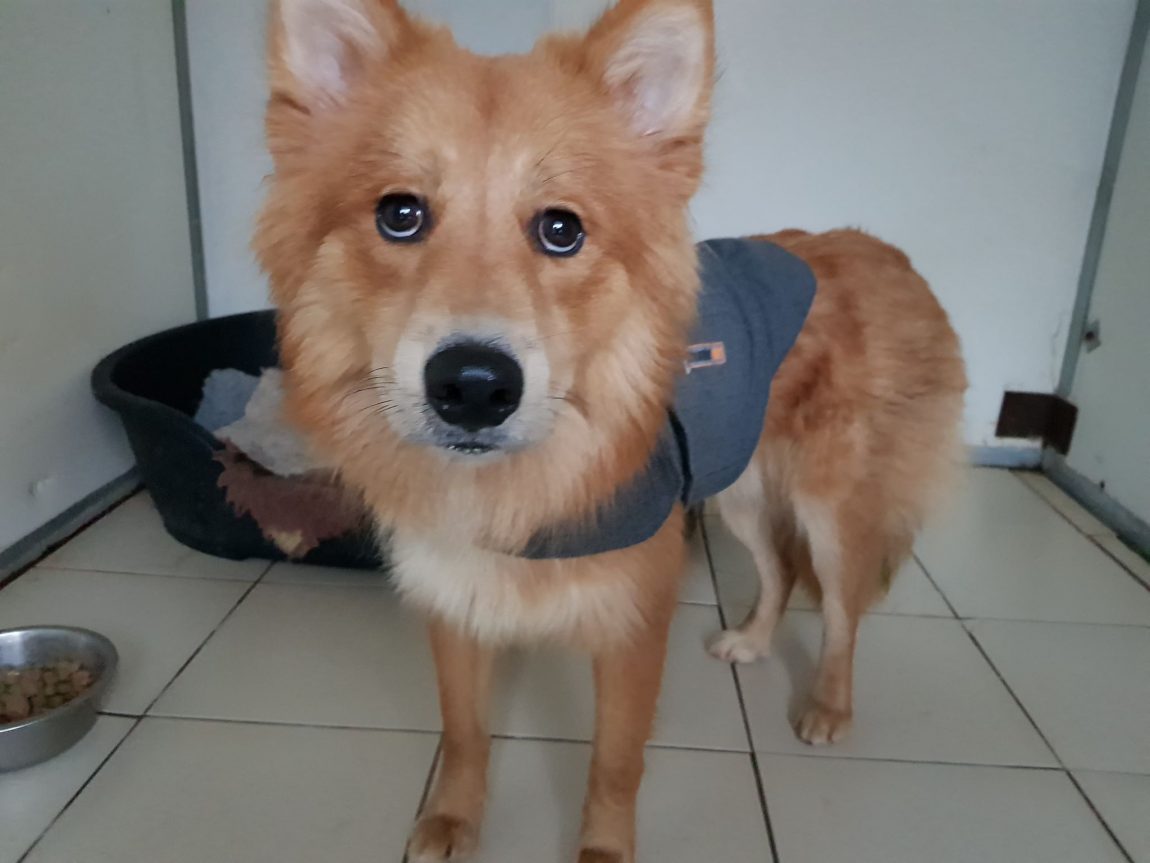 wolfie-thunder-jacket.jpg