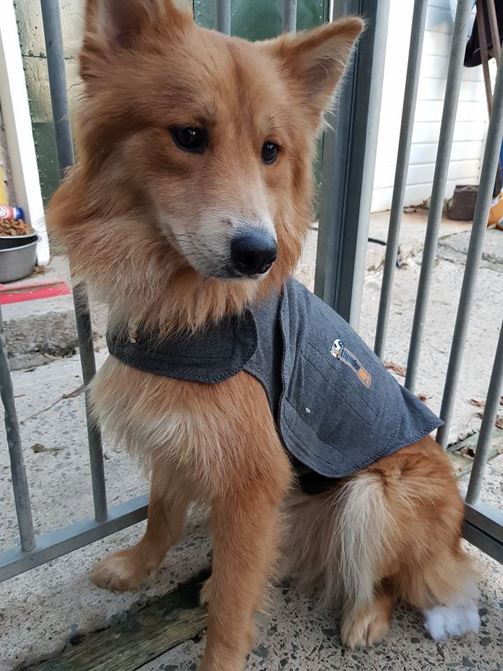 wolfie-thunder-jacket1.jpg