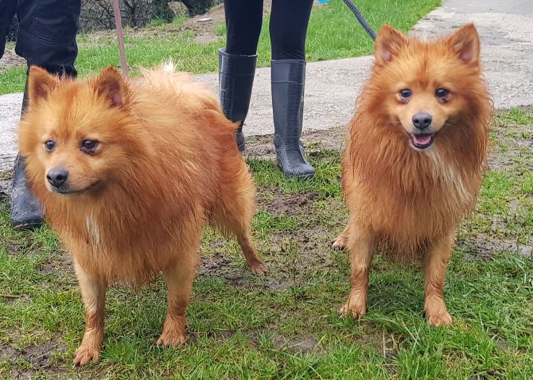 rolo-milo1.jpg