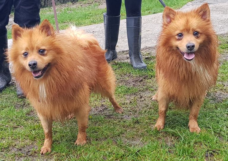 rolo-milo2.jpg