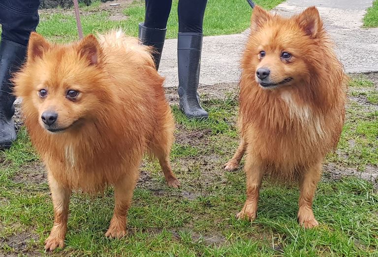 rolo-milo3.jpg