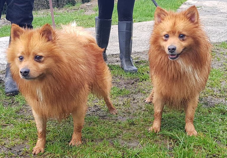 rolo-milo4.jpg