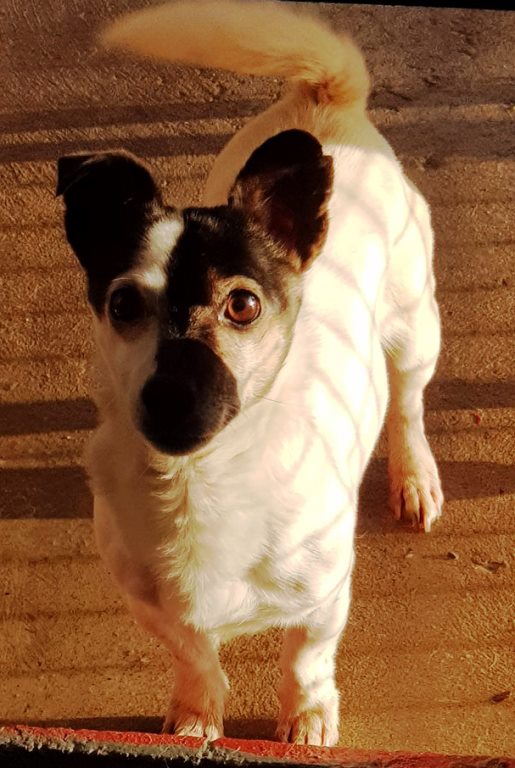 roxie.jpg