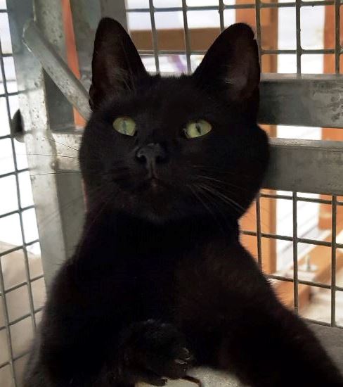 black-female2.jpg