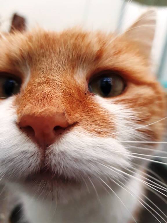 ginger-male.jpg