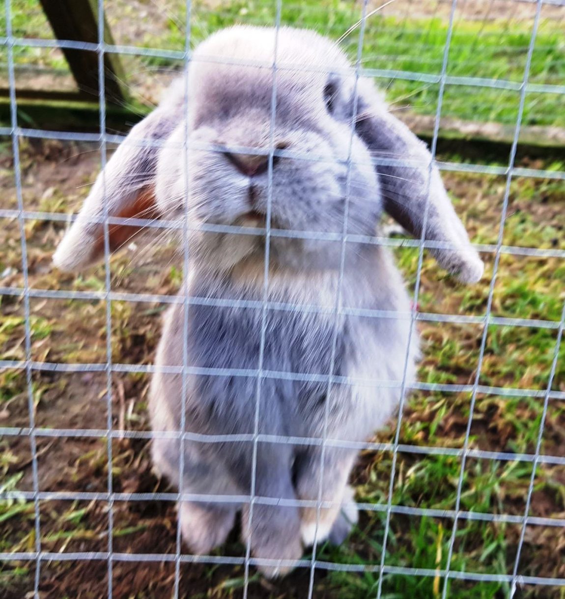 marshmallow.jpg