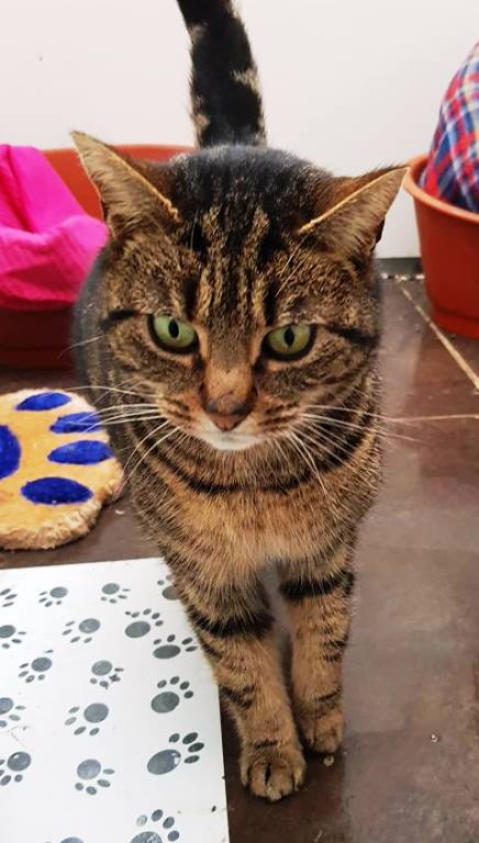 tabby-female.jpg