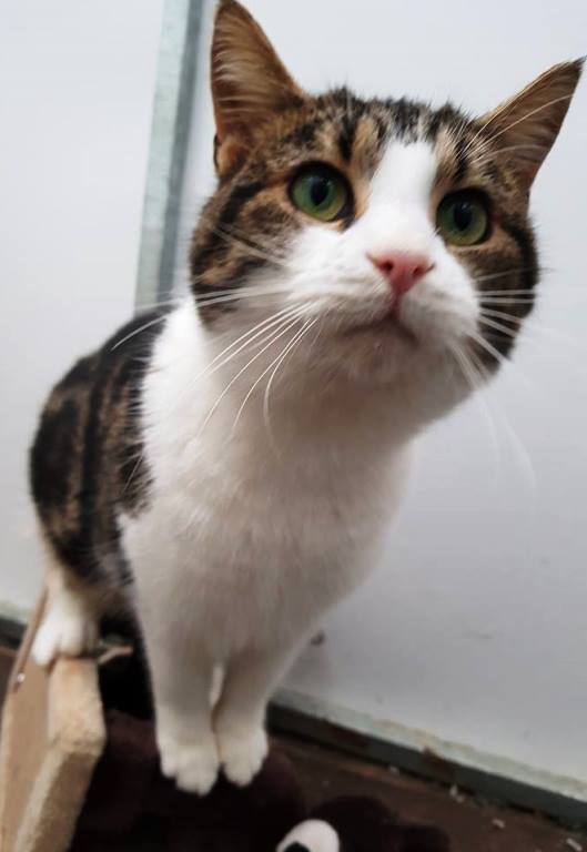tabby-female1.jpg