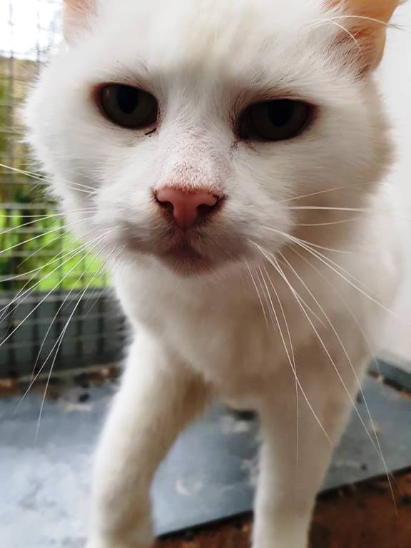 white-cat1.jpg