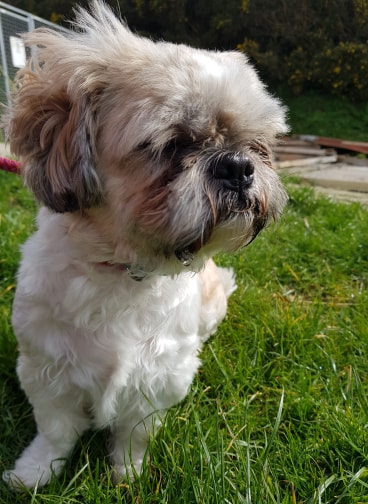 chewie1.jpg