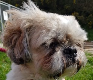 chewie1a.jpg