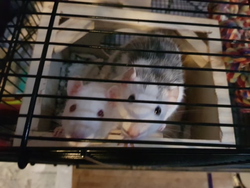 oreo-sidney.jpg