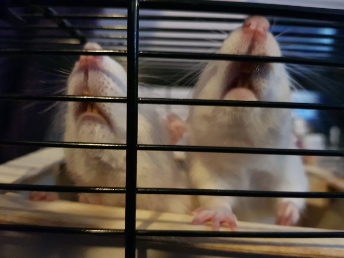 oreo-sidney1.jpg