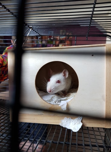 rat.jpg