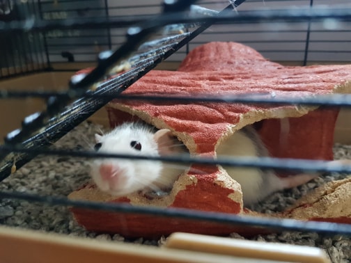 rat1.jpg