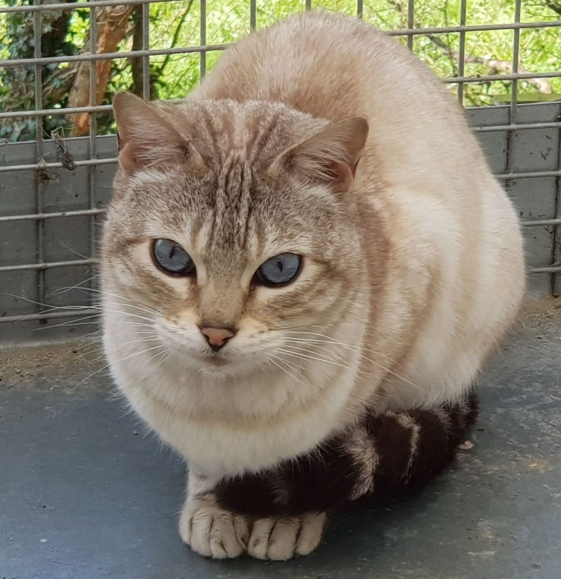 roxie-bengal.jpg