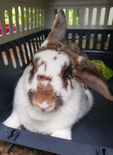 iolo-rabbit.jpg