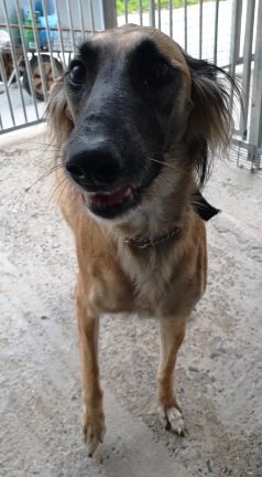 sammy4.jpg