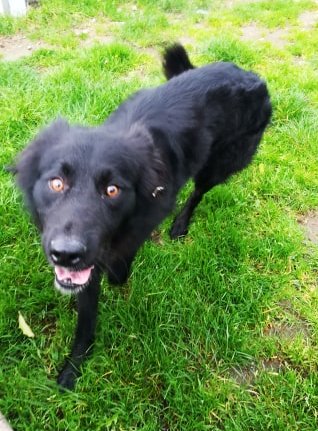 bear8.jpg