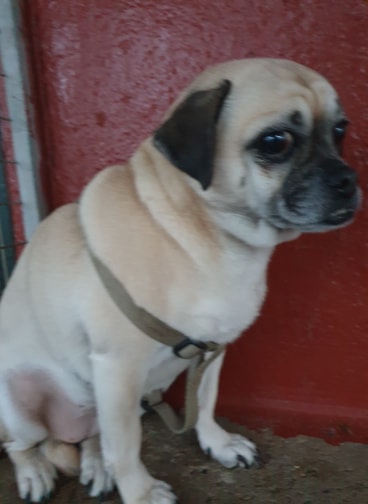 ronnie2.jpg