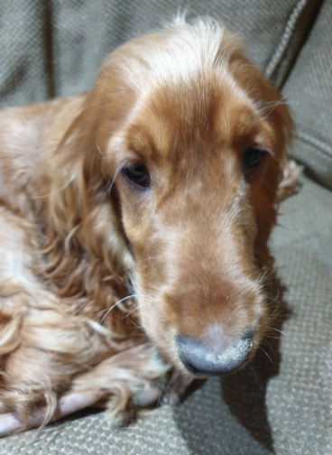 toffee.jpg