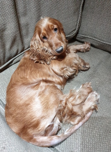 toffee1.jpg